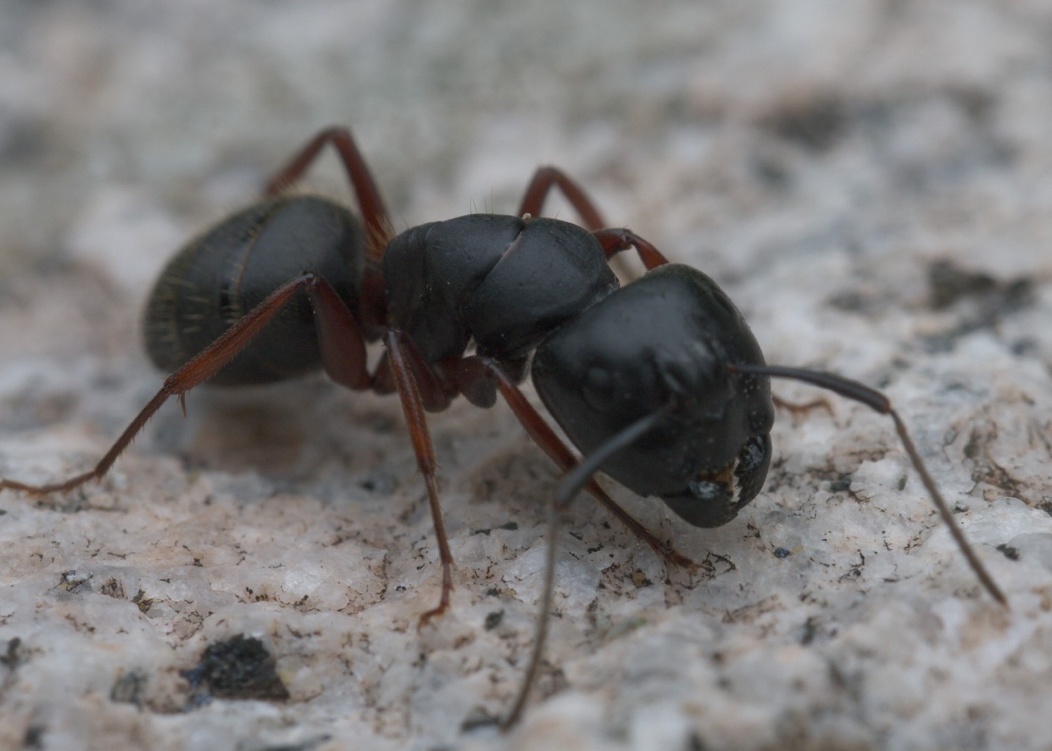 Camponotus modoc (Camponotus modoc) - Picture Insect