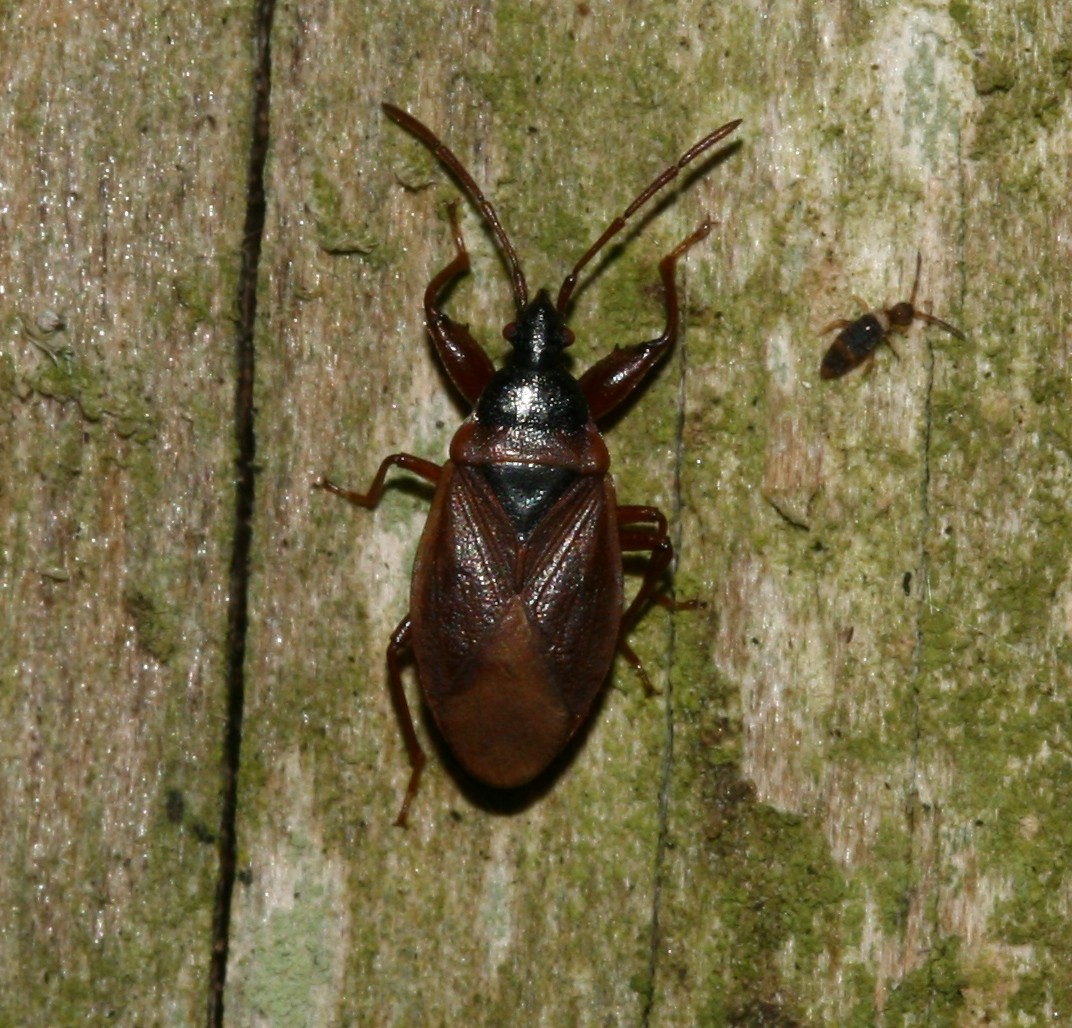 Gastrodes (Gastrodes)