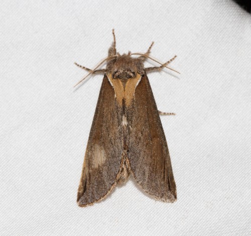 Odontosia (Odontosia)