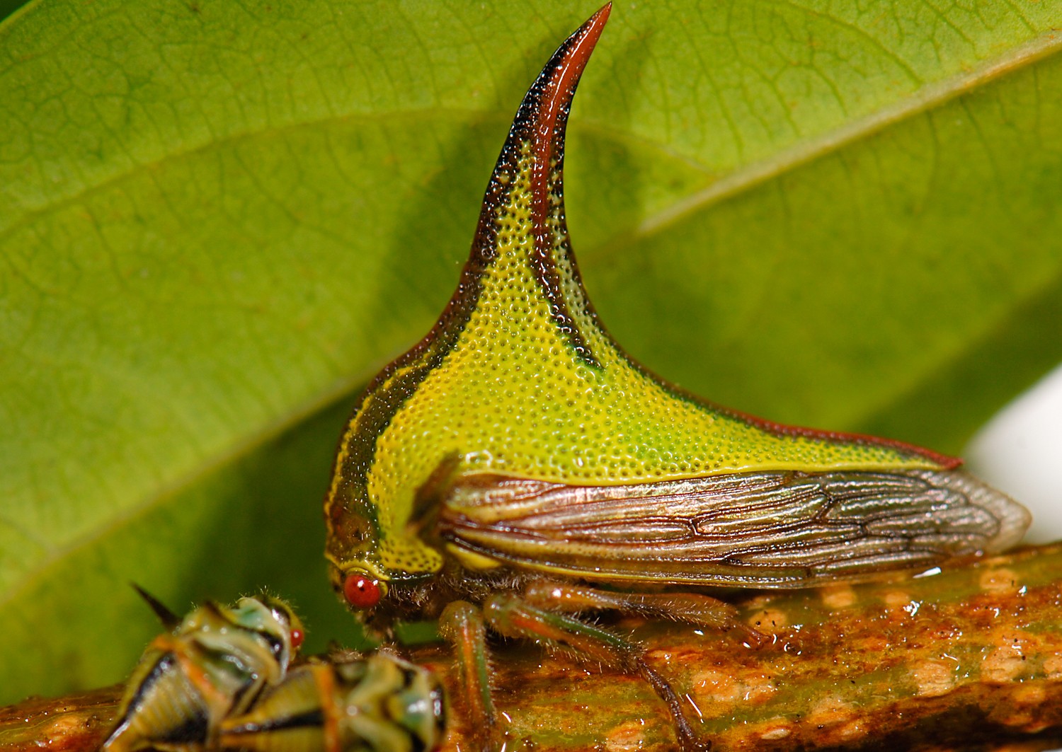 Umbonia (Umbonia)
