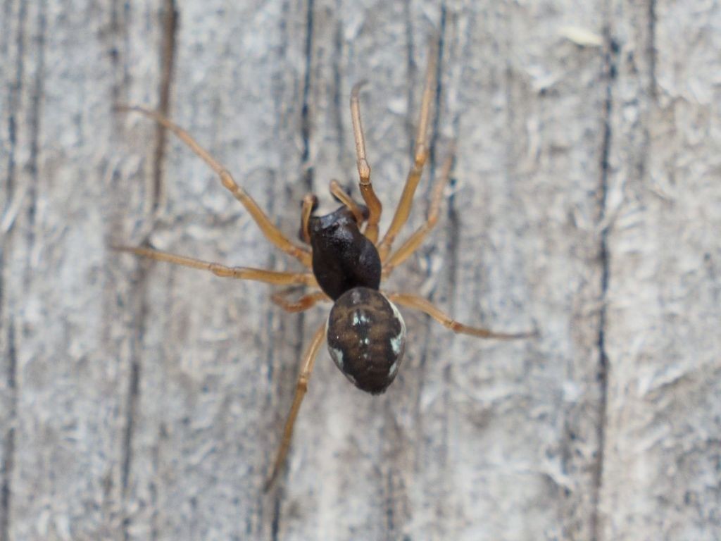 Thickjawed orbweavers (Pachygnatha)