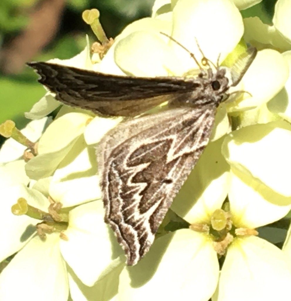 Plataea (Plataea)