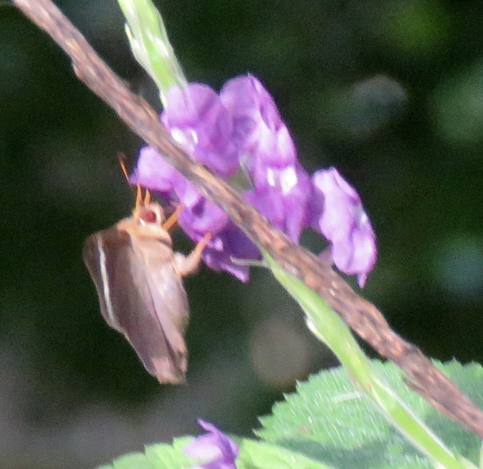 Bungalotis (Bungalotis)