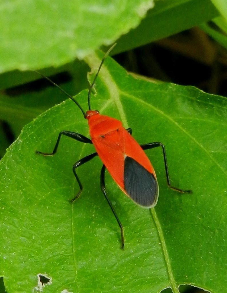 Antilochus (Antilochus)