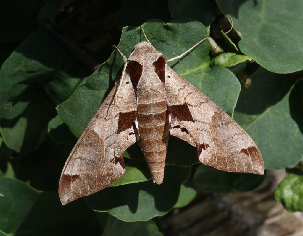 Achemon sphinx (Eumorpha achemon) - Picture Insect, image size:1024x799