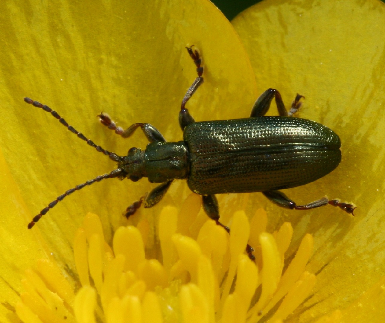 Jewel reed beetle