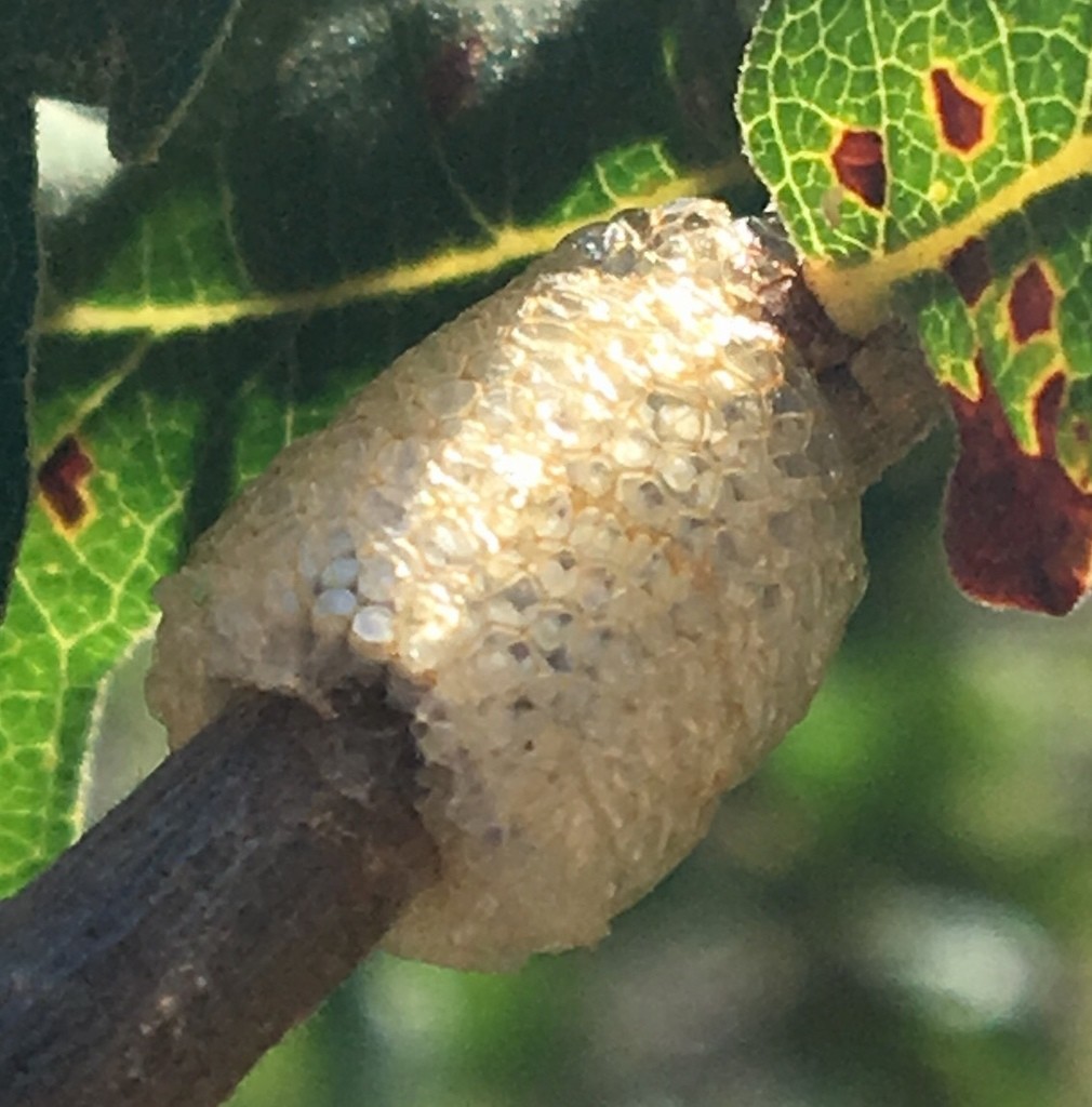 Tent caterpillar (Malacosoma)