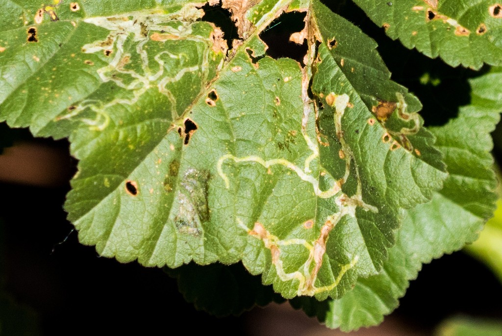 Calycomyza (Calycomyza)