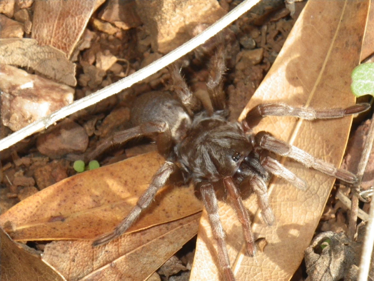 Calisoga longitarsis (Calisoga longitarsis) - Picture Insect