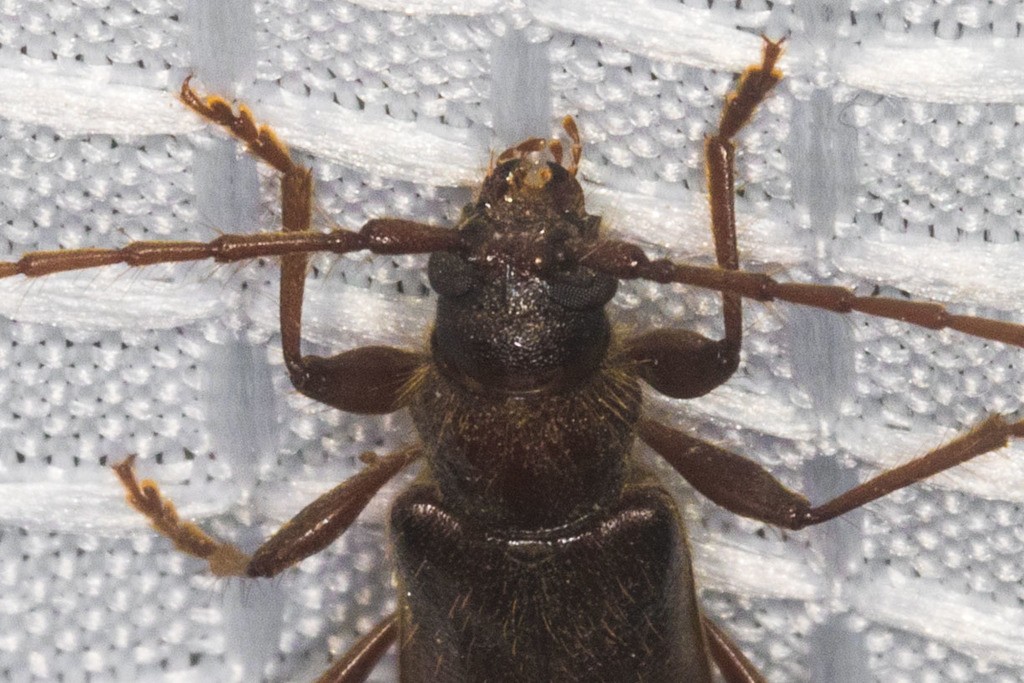 Eustromula (Eustromula)