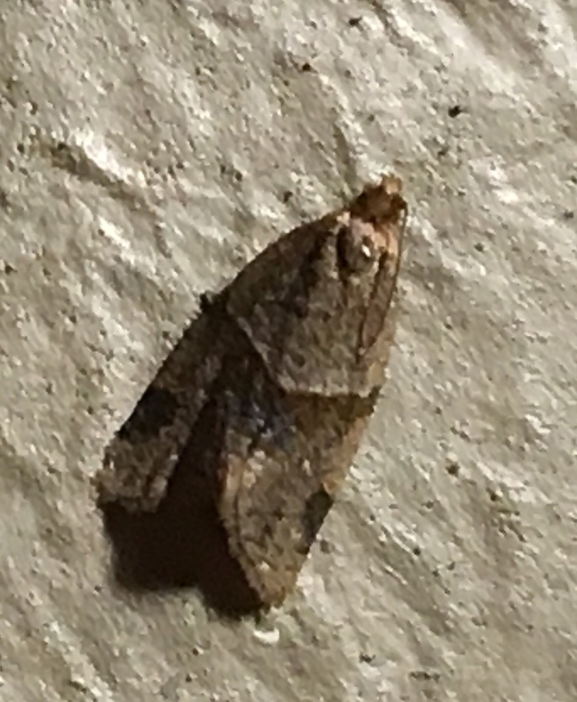 Clepsis (Clepsis) Picture Insect