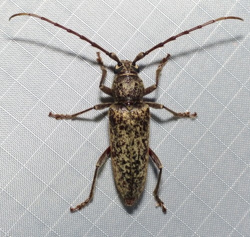 Enaphalodes (Enaphalodes)