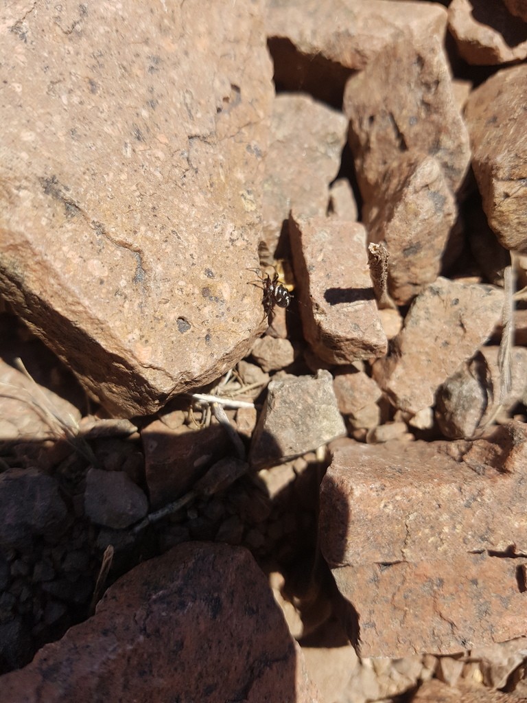 Fettspinnen (Steatoda)