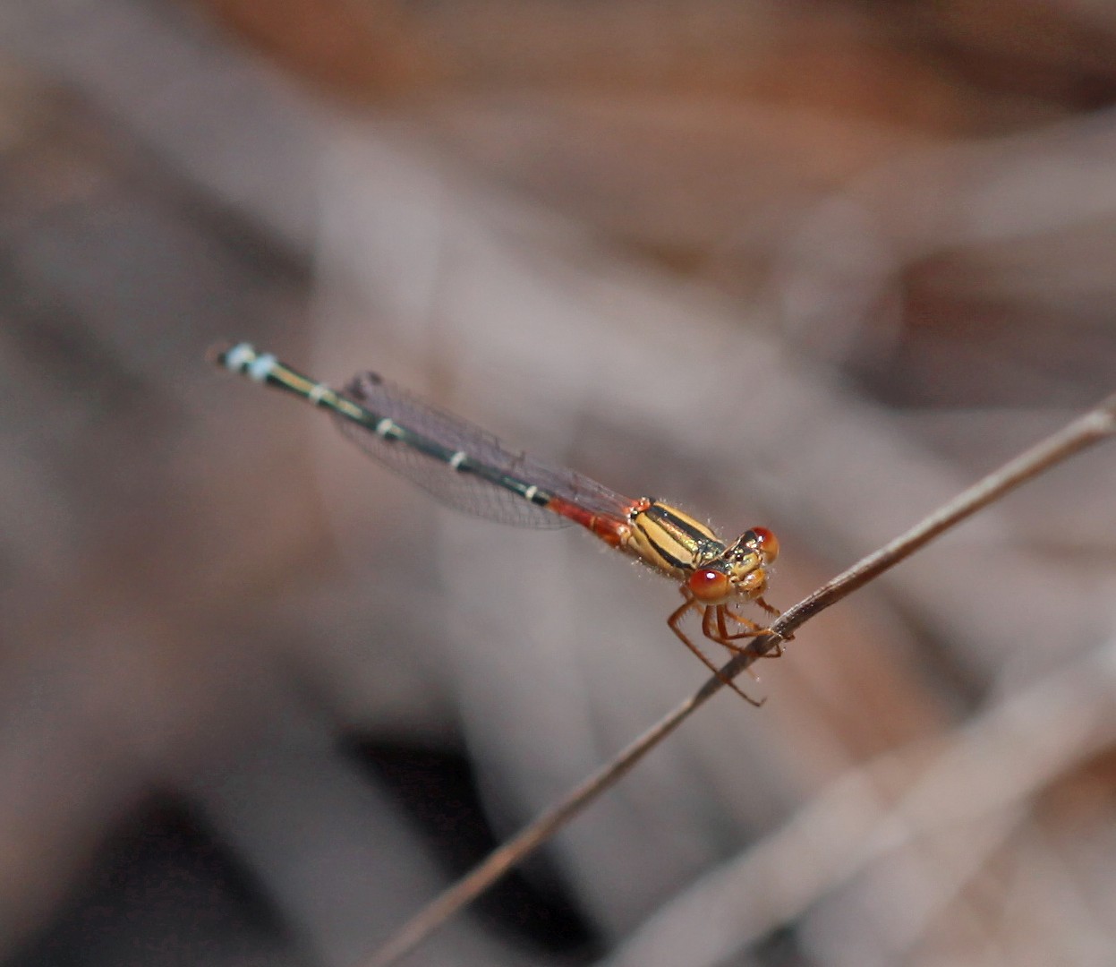 Xanthagrion (Xanthagrion)