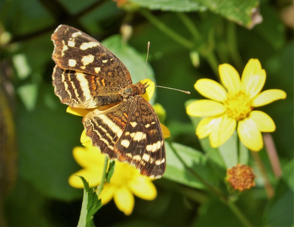 Pale-banded crescent