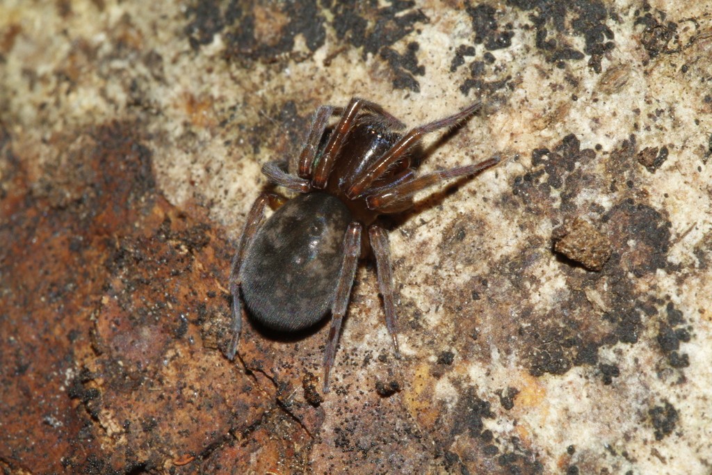 Lace web spiders (Amaurobius)