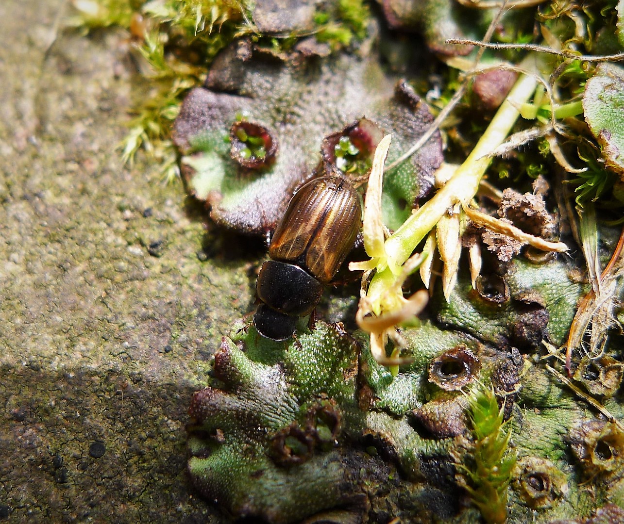 Melinopterus (Melinopterus)