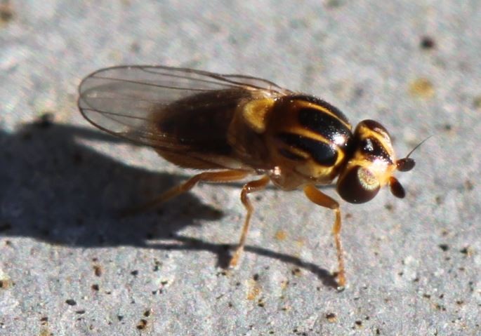 Mosca amarilla del enjambre (Thaumatomyia notata) - Picture Insect