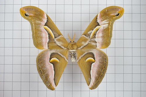 Wang's atlas moth