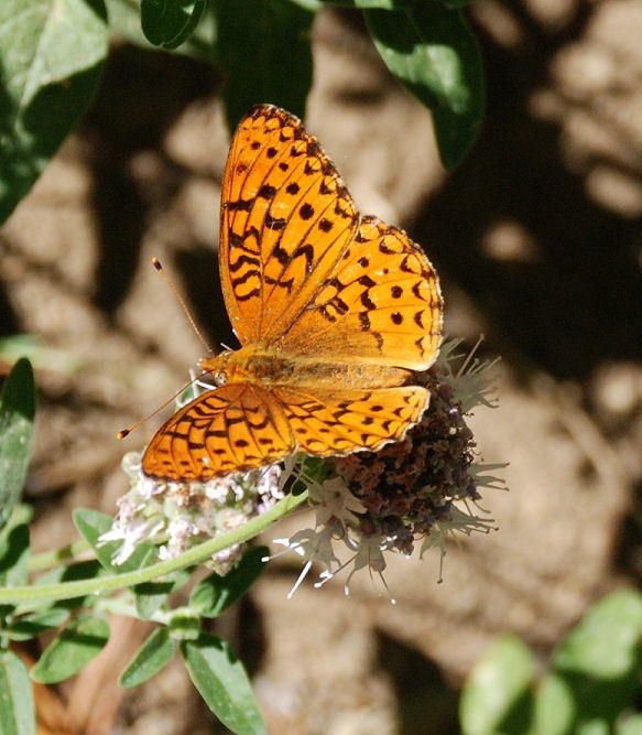 Mormon fritillary