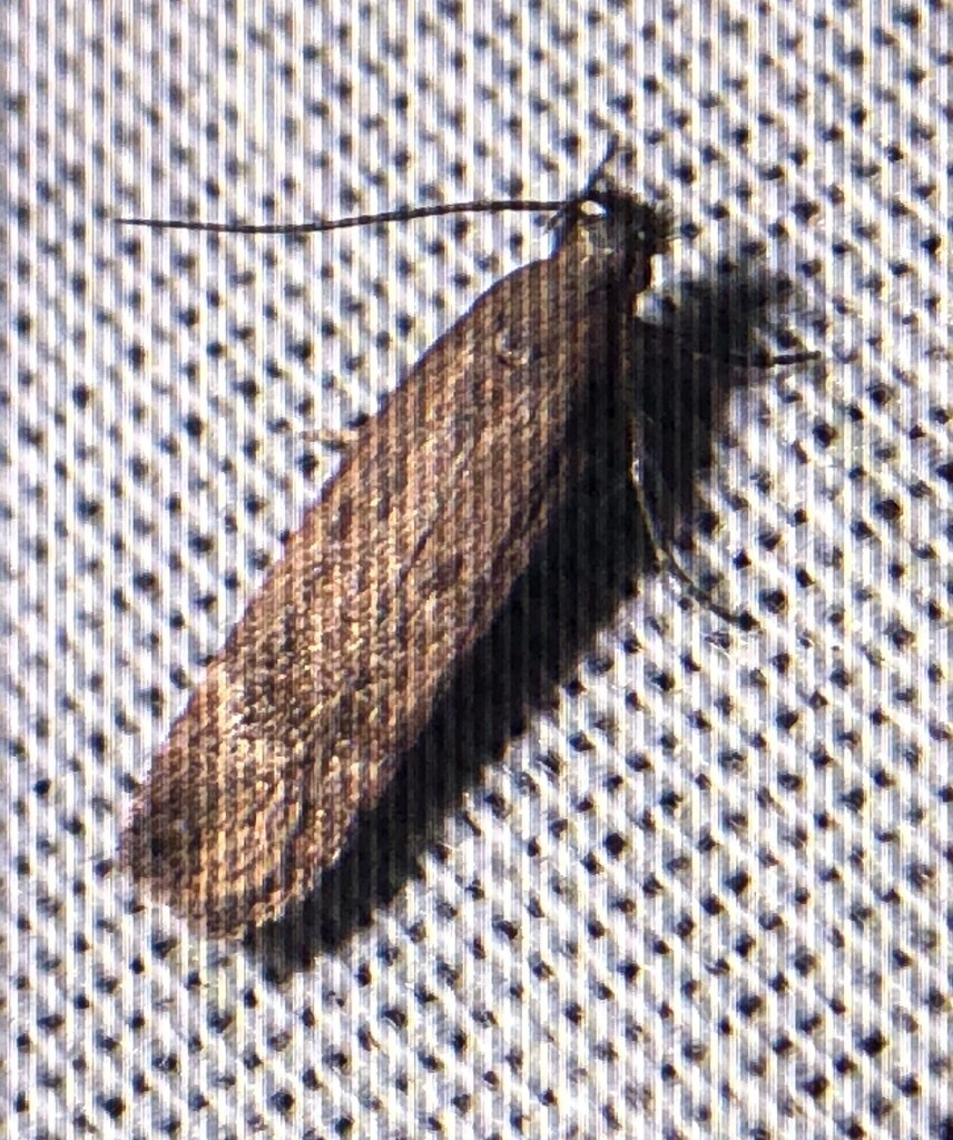 Oinophila (Oinophila)