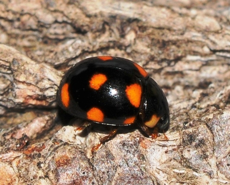 Spurleg lady beetles (Brachiacantha)