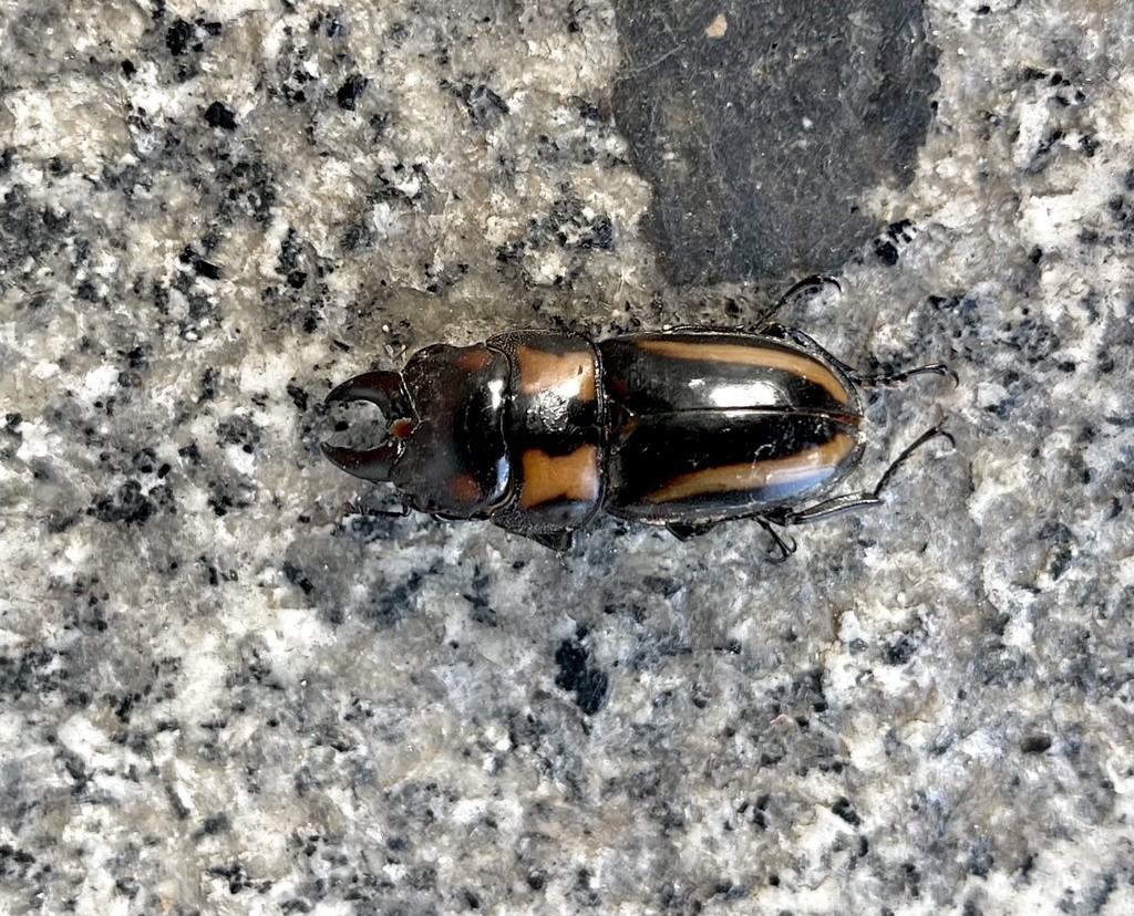 Prosopocoilus biplagiatus (Prosopocoilus biplagiatus) Picture Insect