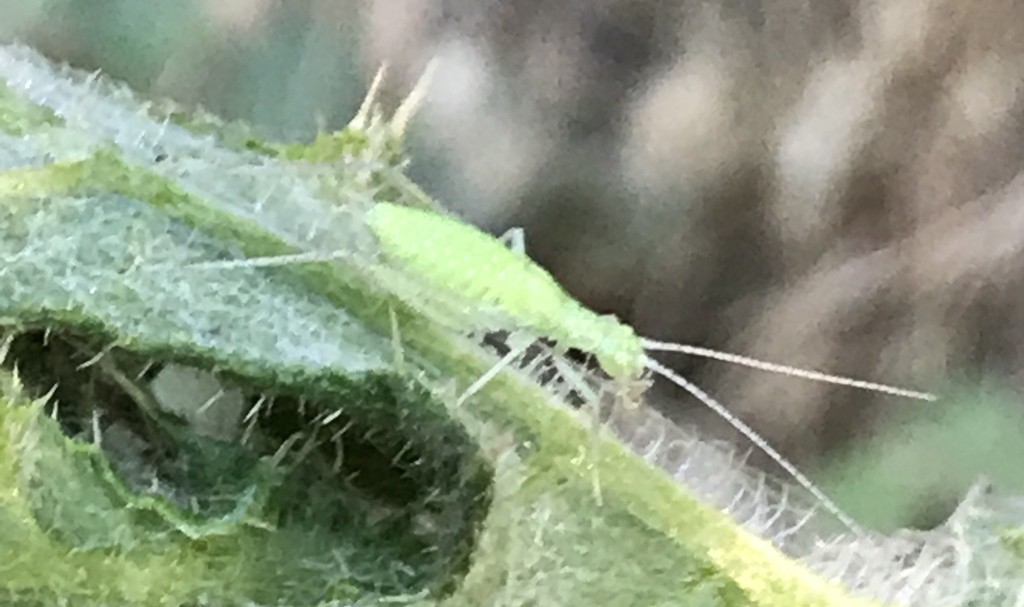 樹蟋屬 (Oecanthus)