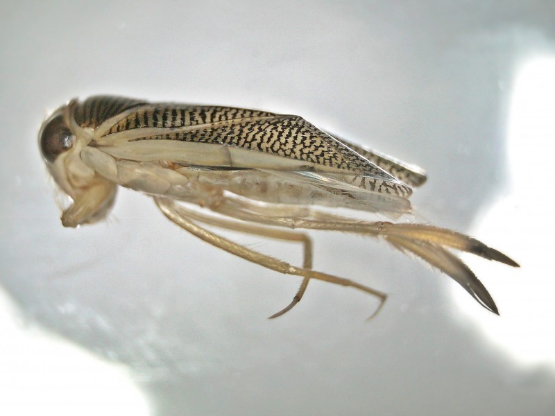 Paracorixa (Paracorixa)