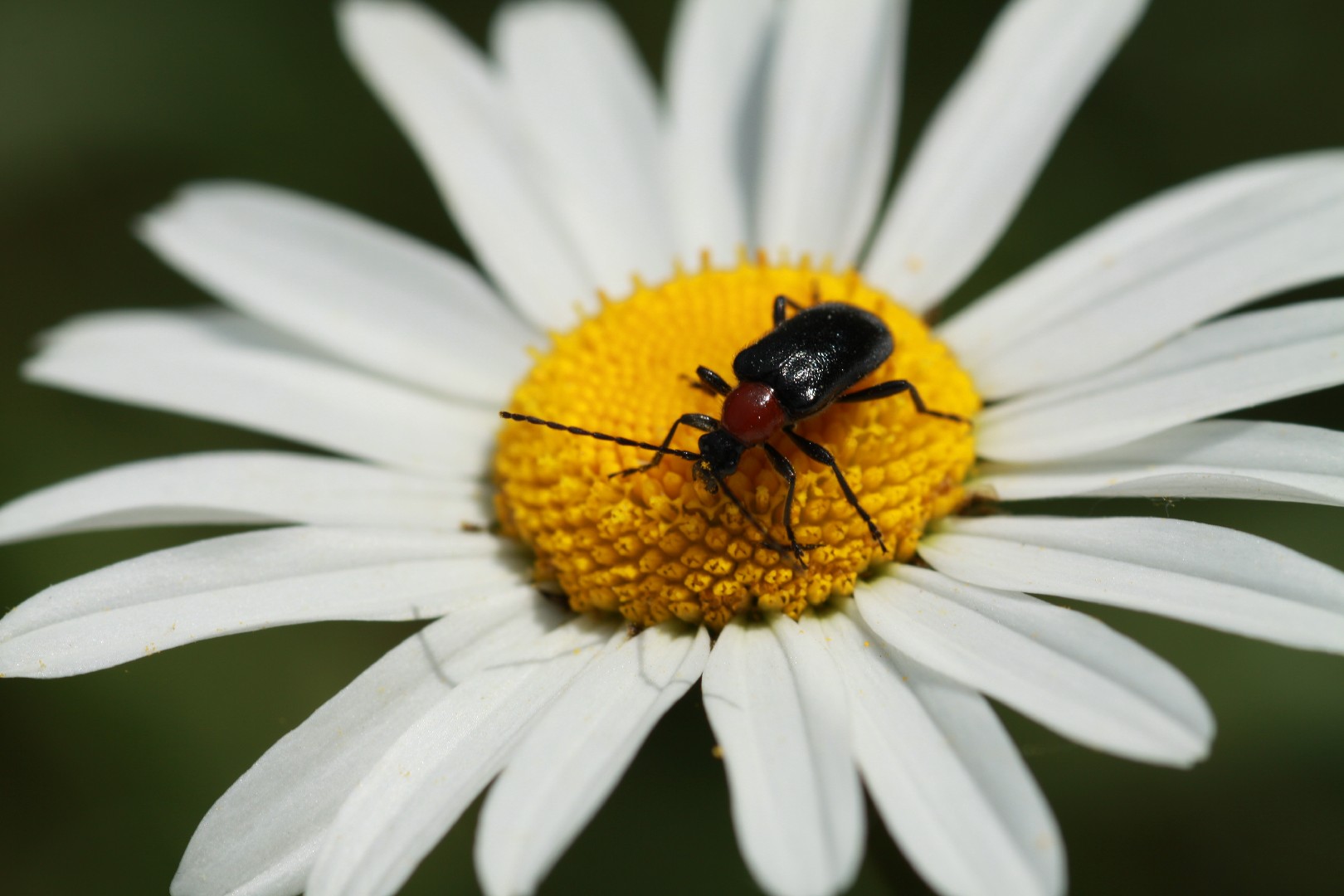 Dinoptera (Dinoptera) Picture Insect