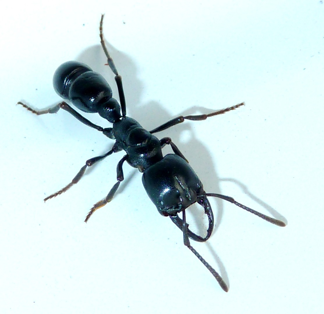 Plectroctena (Plectroctena)
