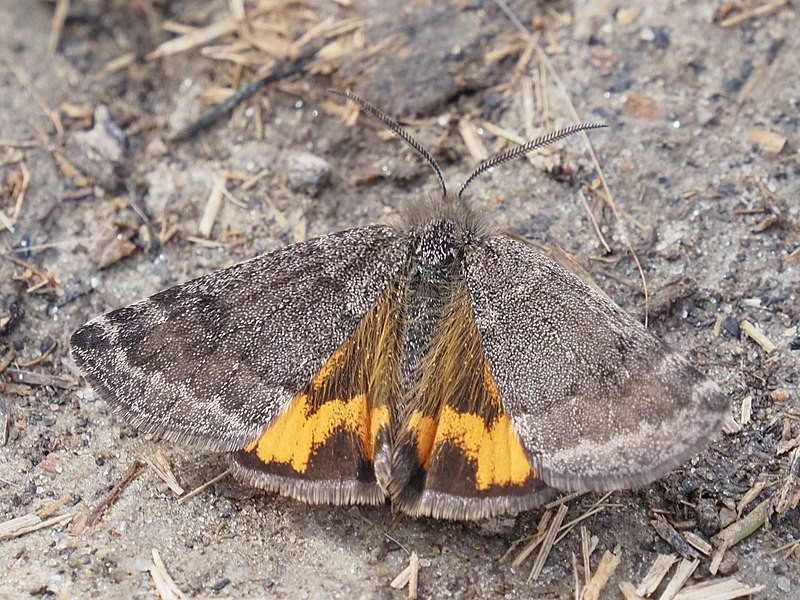 Boudinotiana (Boudinotiana)