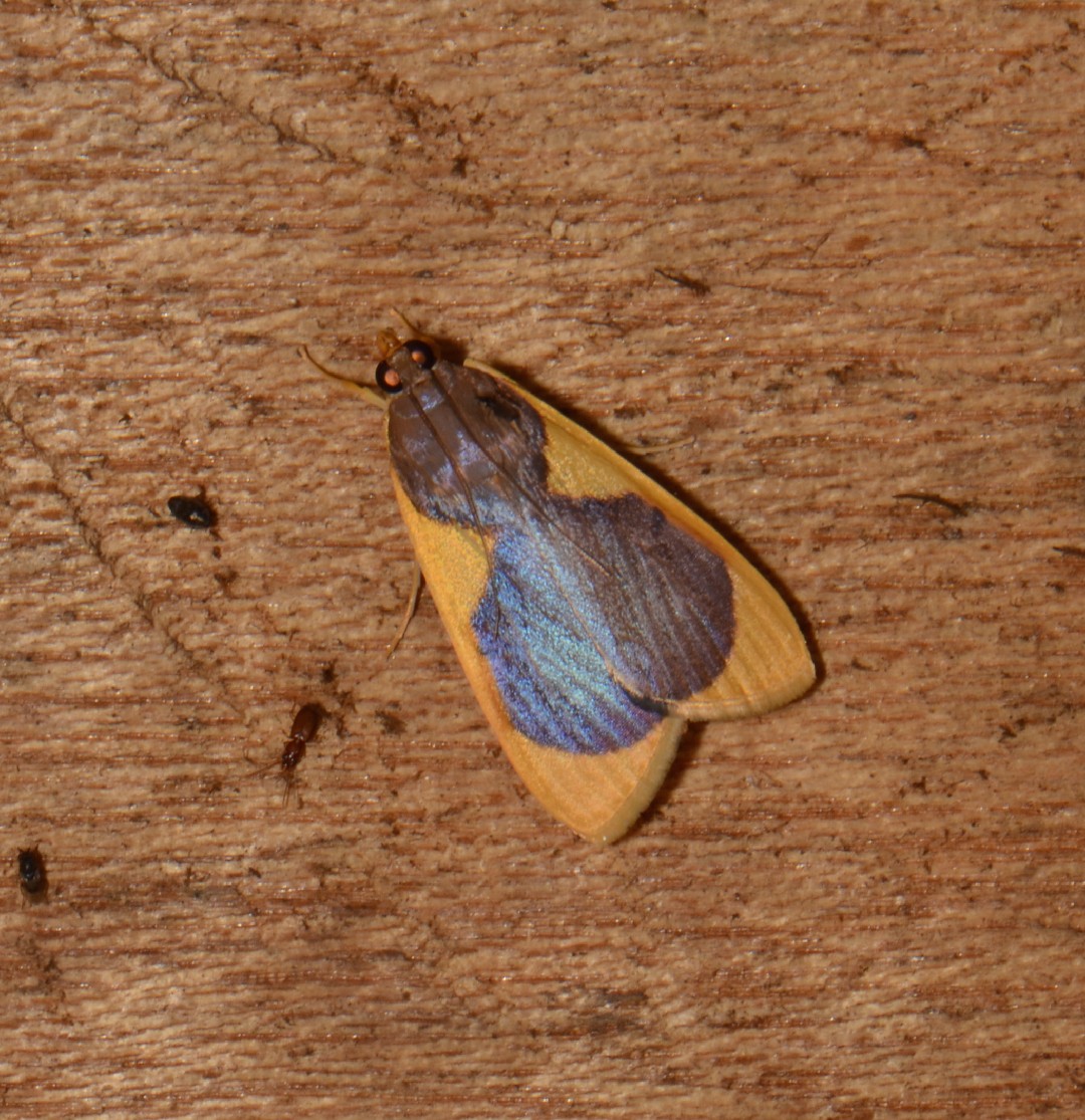 Prooedema (Prooedema)