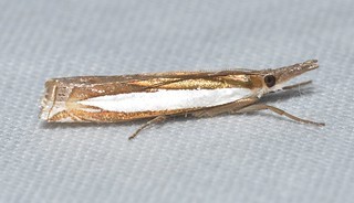 Leach's grass-veneer