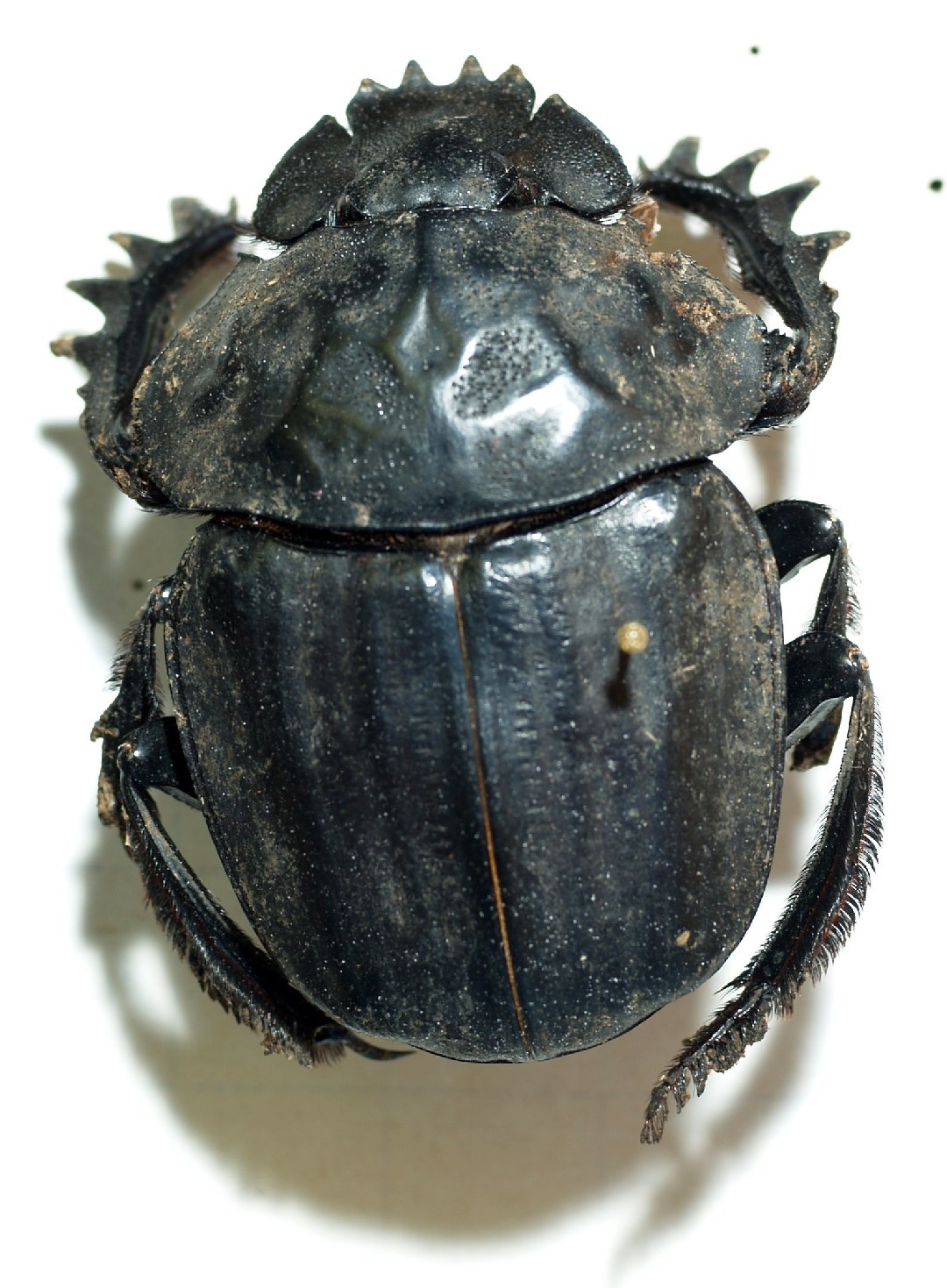 Pachylomera (Pachylomera)