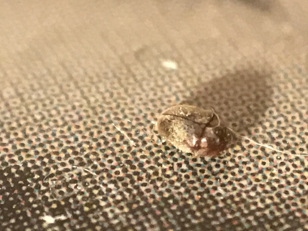 Polyphaga (Polyphaga)