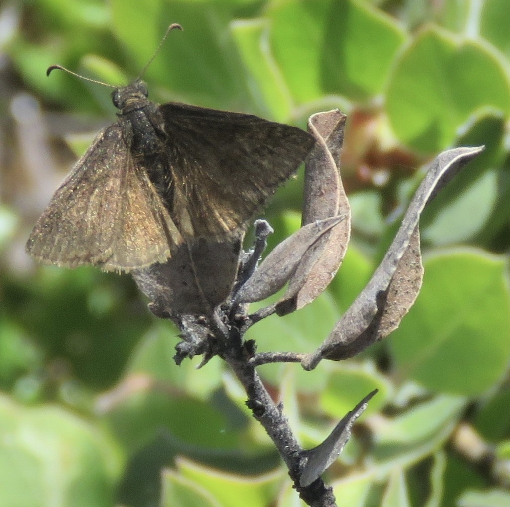 ミヤマセセリ属 (Erynnis)