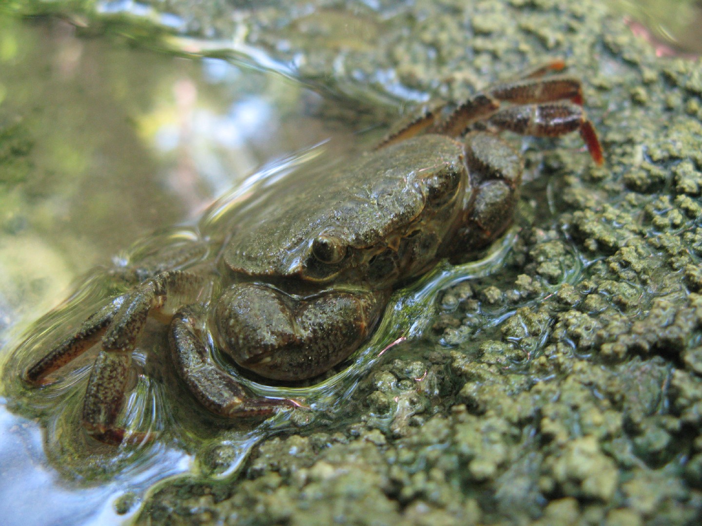 River crab