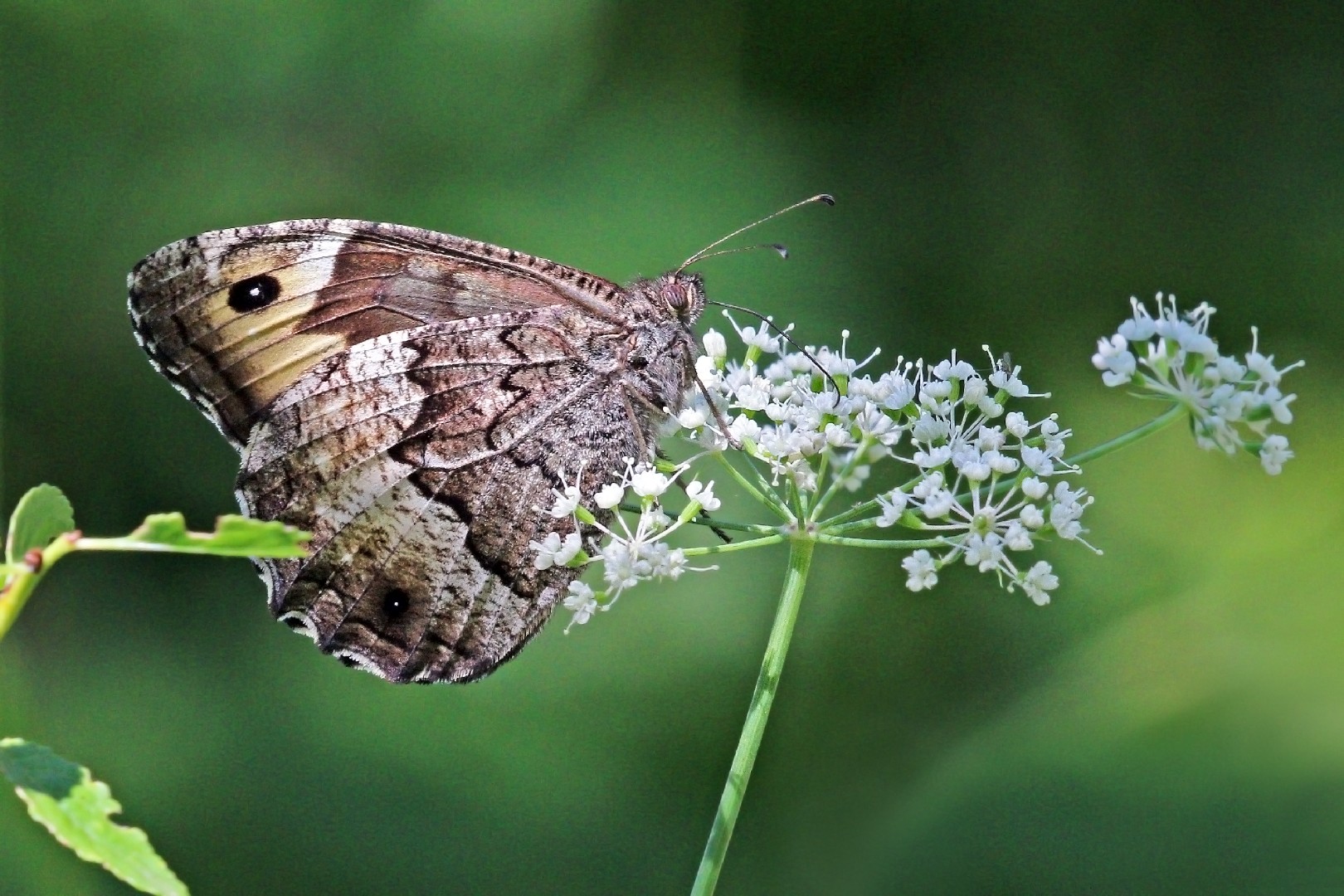 Бабочка синоним. .Fagi (Linnaeus. Гиппархия.