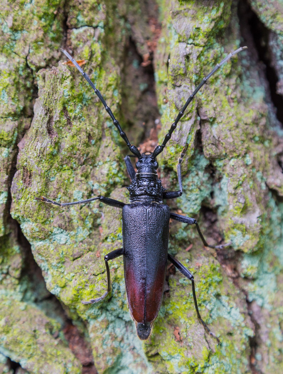 Усач большой дубовый (Cerambyx cerdo) - Picture Insect