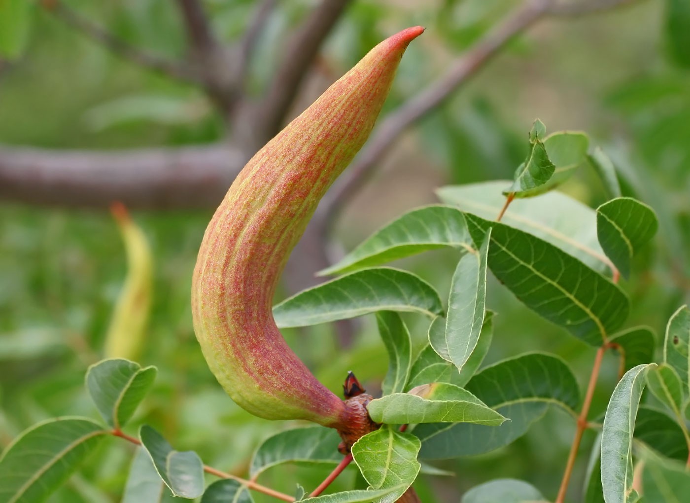 Baizongia pistaciae