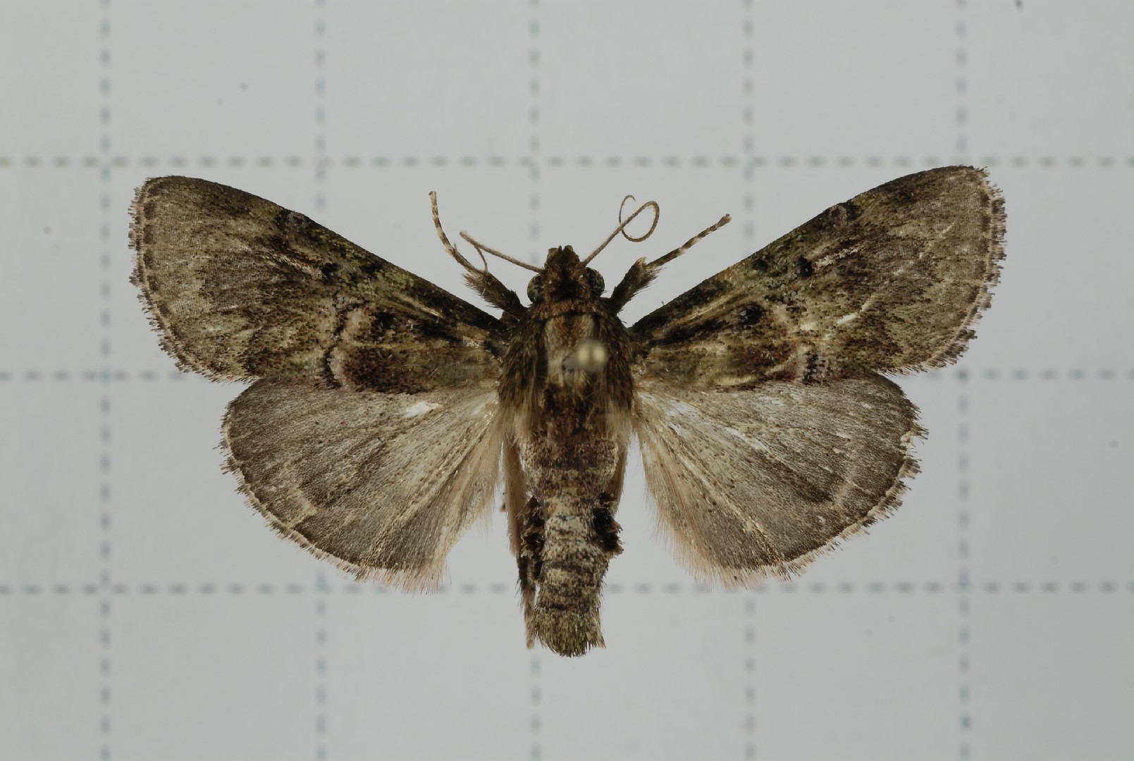 Locastra (Locastra)