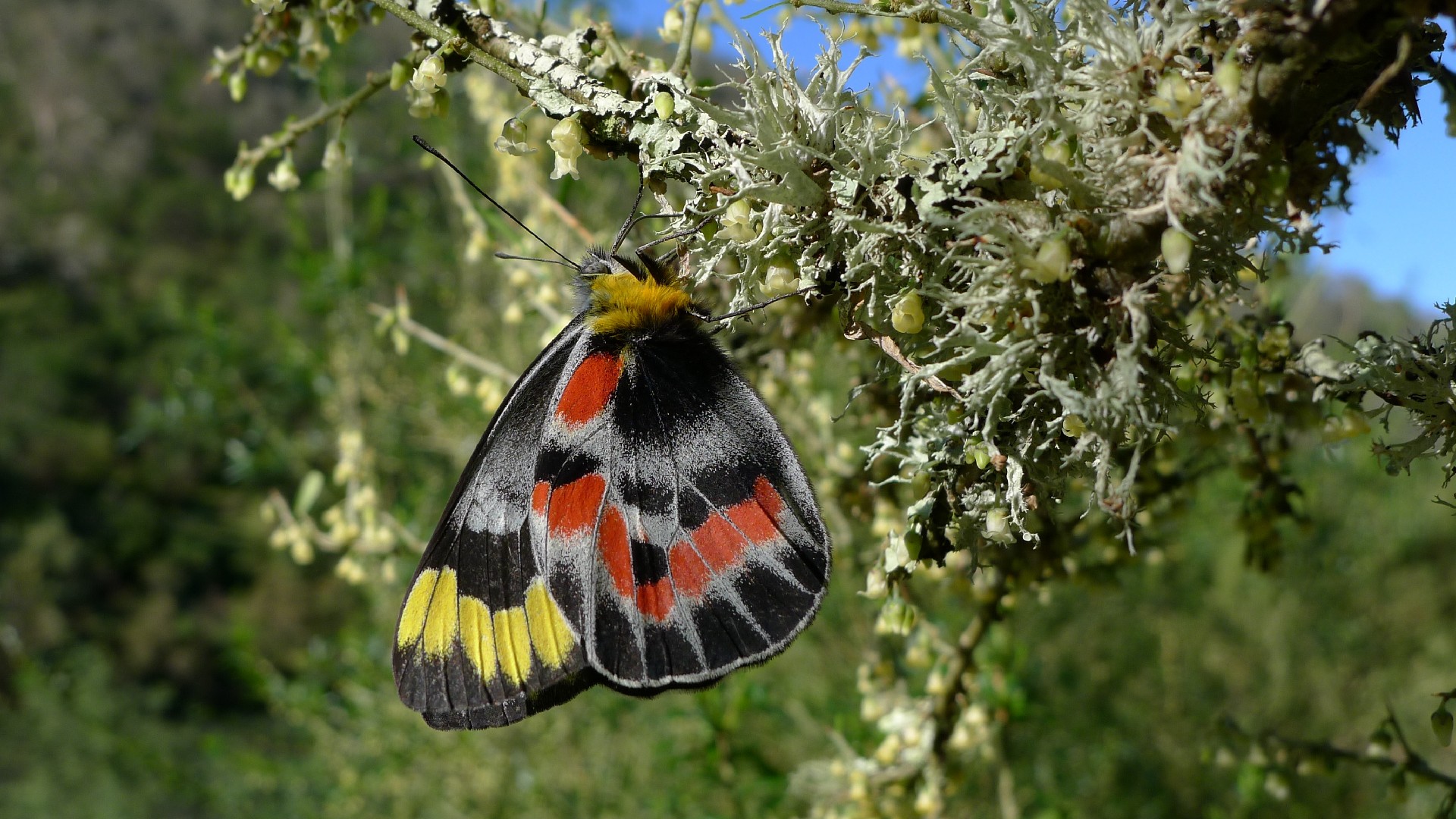 Delias harpalyce (Delias harpalyce) - Picture Insect