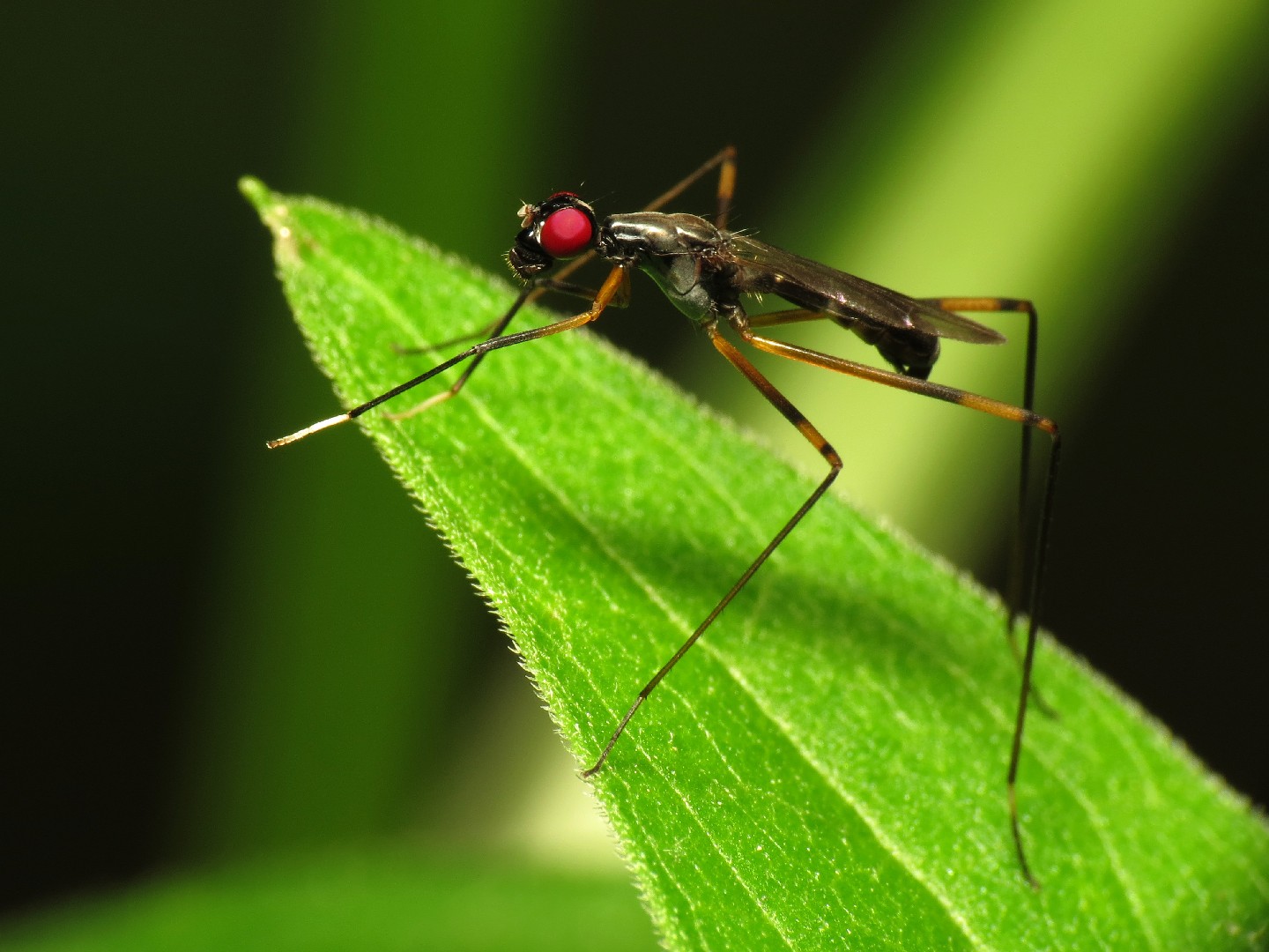 Rainieria antennaepes (Rainieria antennaepes) - Picture Insect