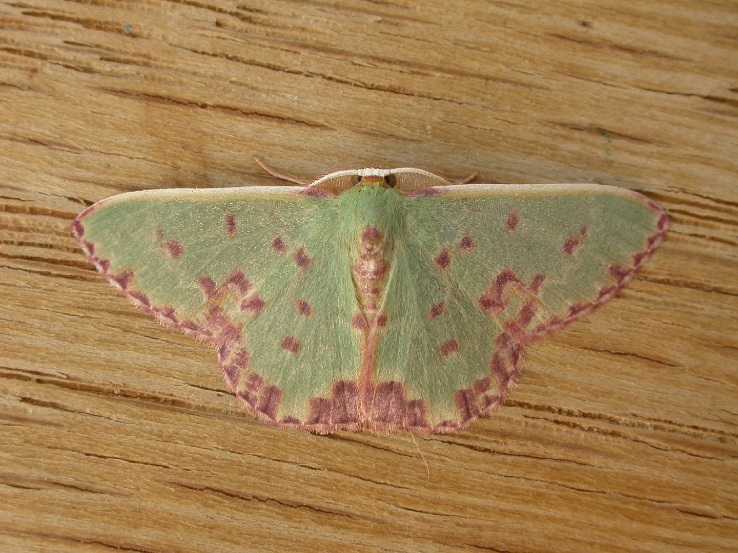 Prasinocyma (Prasinocyma)