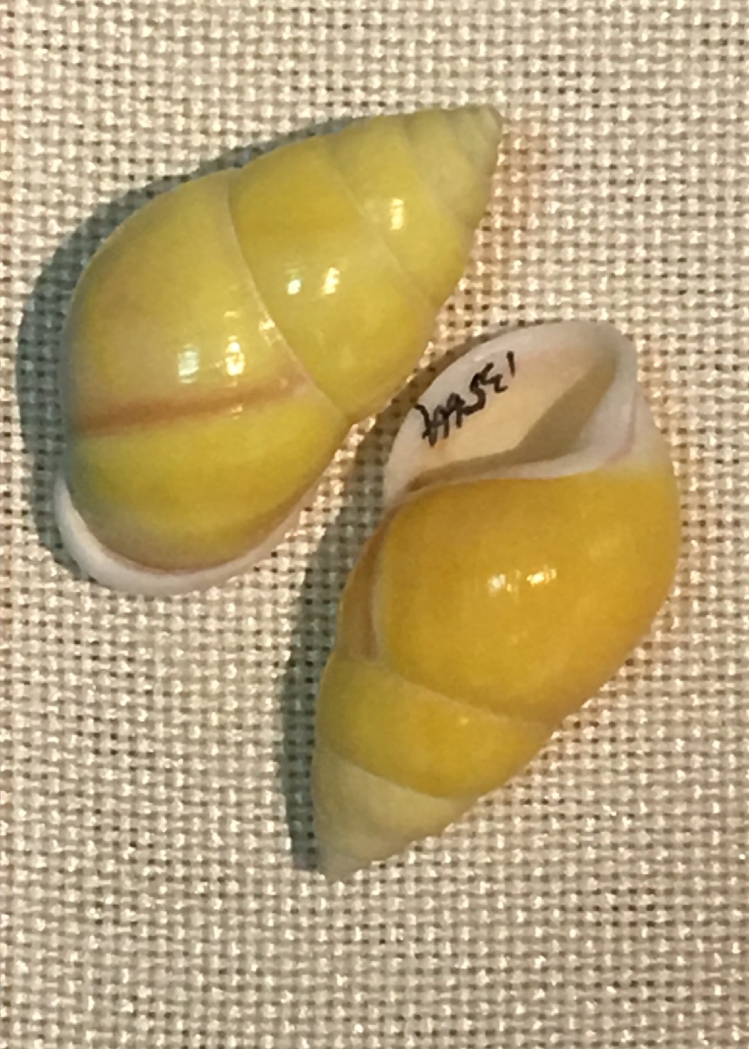 Amphidromus (Amphidromus)