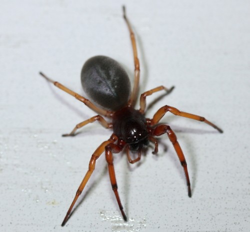 Araña de saco de cara ancha (Trachelas)