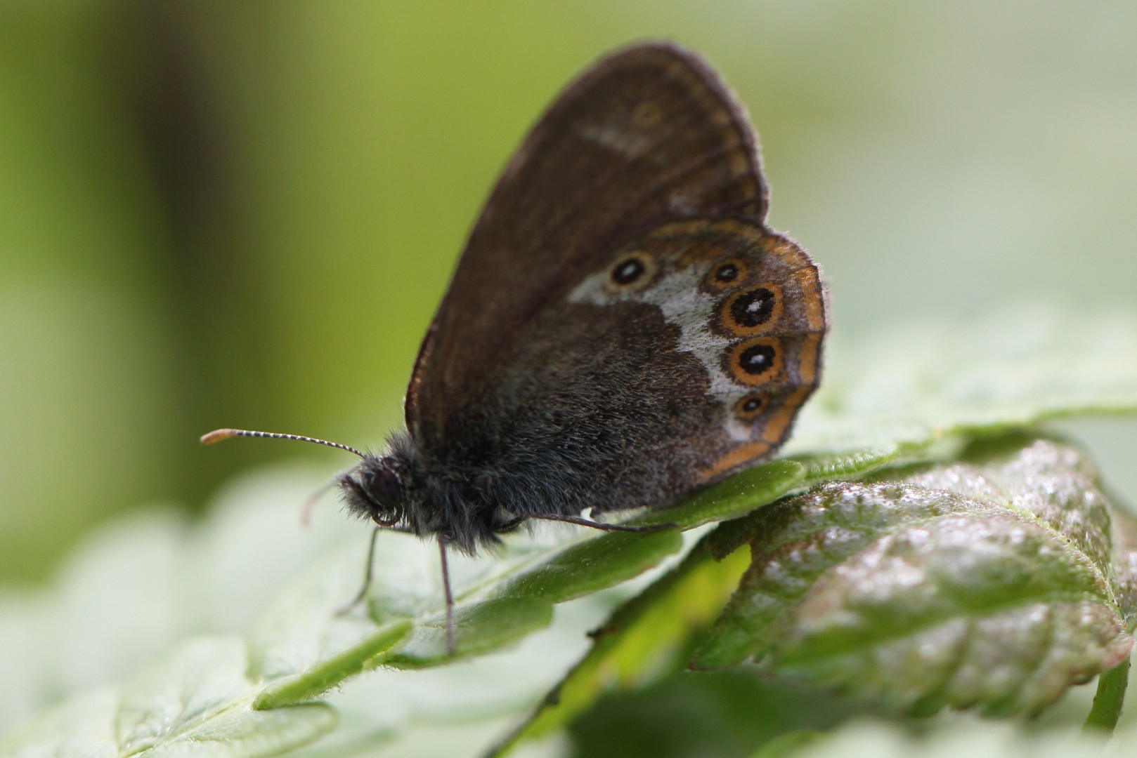 Сенница Геро (Coenonympha hero) - Picture Insect