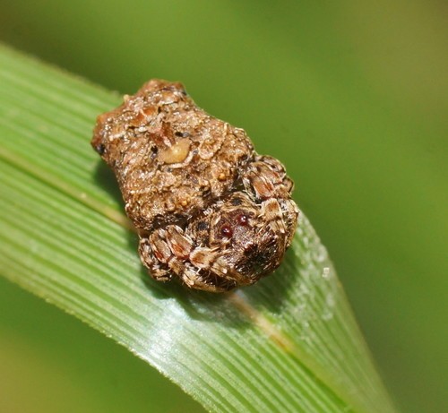 Triangular spiders (Arkys)