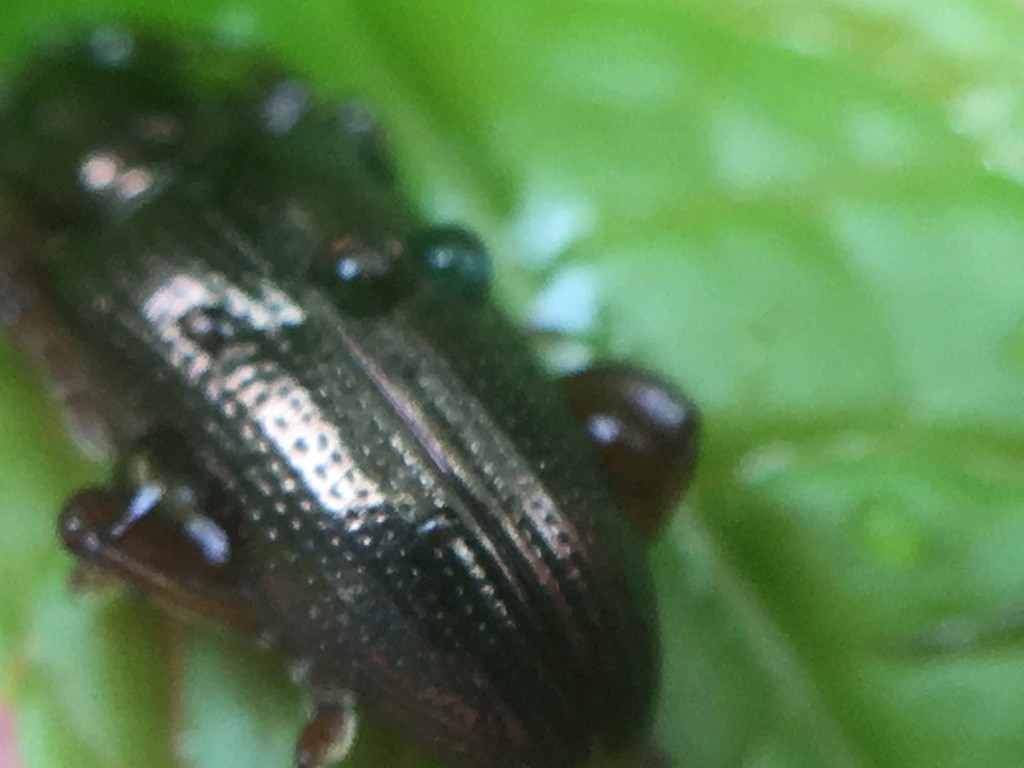 Reed leaf beetle (Plateumaris)